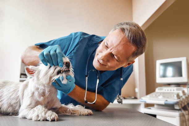 Best Emergency Root Canal Treatment in Bronte, TX